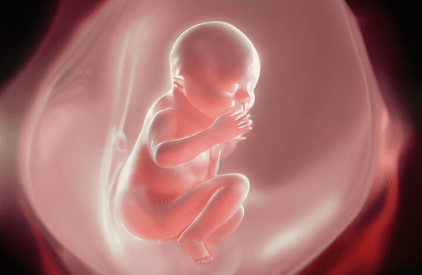 c&eacute;rebro fetal