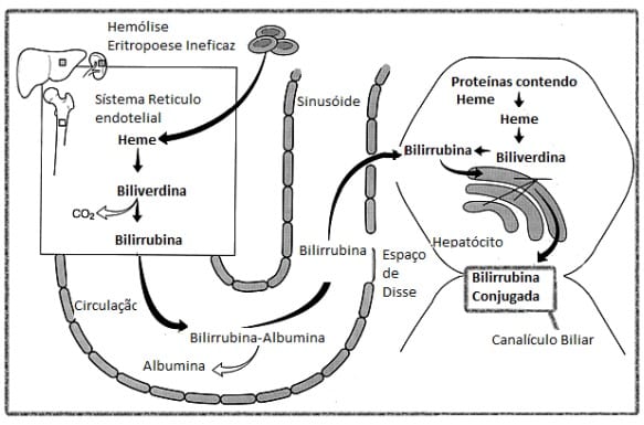 Diagrama do metabolismo da bilirrubina. A imagem mostra a degrada&ccedil;&atilde;o do heme originado da hem&oacute;lise e eritropoese ineficaz no sistema reticuloendotelial, gerando biliverdina e, em seguida, bilirrubina. Esta bilirrubina se liga &agrave; albumina no sangue e &eacute; transportada at&eacute; o f&iacute;gado, onde entra no hepat&oacute;cito pelo espa&ccedil;o de Disse. No f&iacute;gado, a bilirrubina &eacute; conjugada e excretada no canal&iacute;culo biliar. Tamb&eacute;m &eacute; mostrado que prote&iacute;nas contendo heme nos tecidos podem originar biliverdina e bilirrubina de forma semelhante.